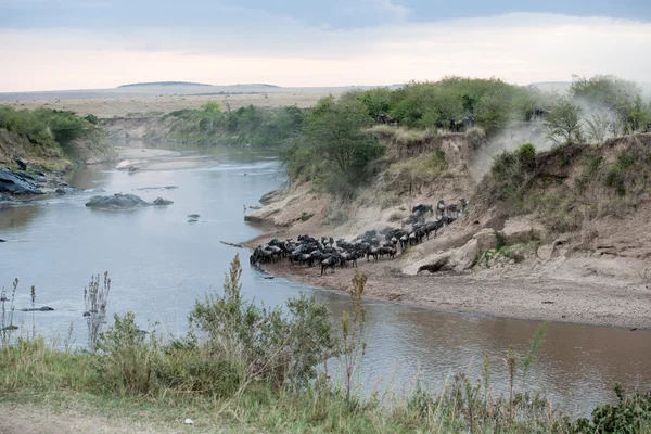 Migración gnu — Foto de Stock