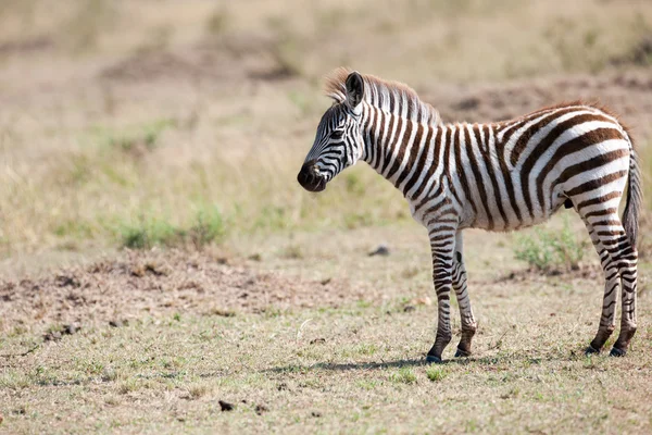 Zebra. — Fotografia de Stock