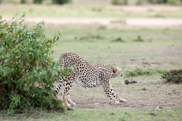 Cheetah — Stock Photo, Image