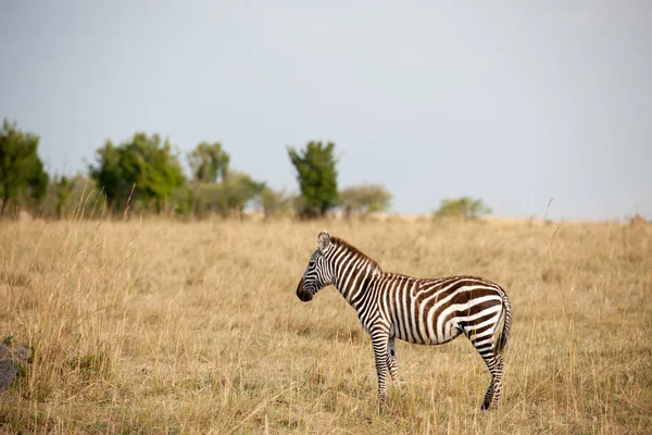 Zebra. — Fotografia de Stock