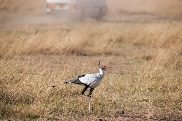 Secretary bird — Stock Photo, Image