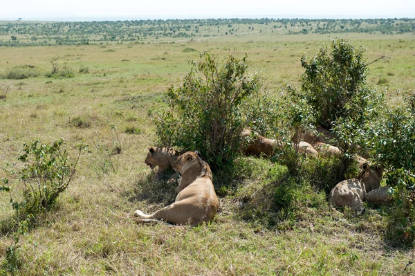 Lion — Stock Photo, Image