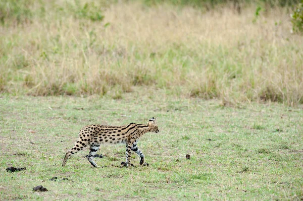 Serval — Fotografia de Stock