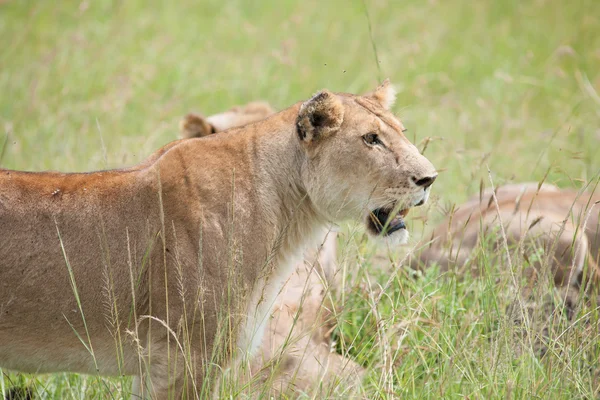 Aslan — Stok fotoğraf