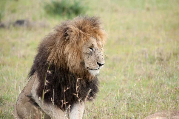 Lion — Stock Photo, Image