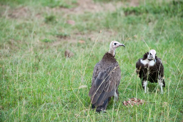 Vogel — Stockfoto