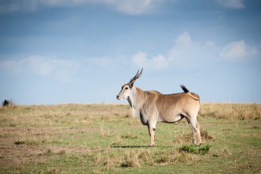 Antilop.