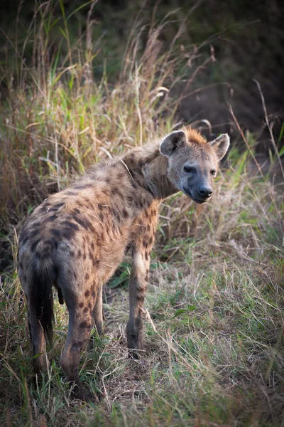 Hyènes — Photo