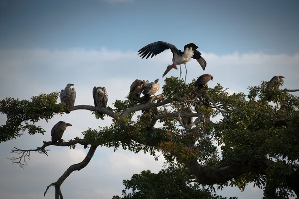 Pájaro — Foto de Stock