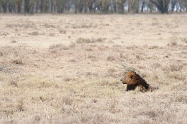 Afrika ovasındaki aslan.