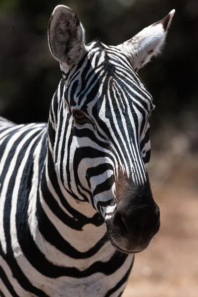 Zebra na savana do Quênia — Fotografia de Stock