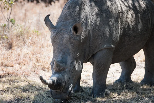 Rhino. —  Fotos de Stock