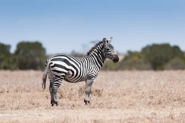 Zebra v savaně Keni — Stock fotografie