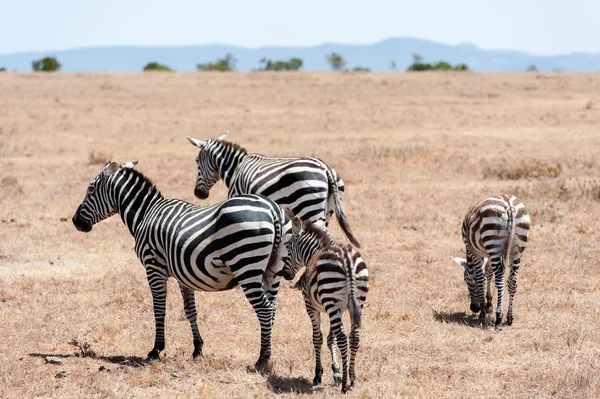 Zebra in der Savanne von Kenia — Stockfoto