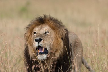 Afrika ovasındaki aslan.
