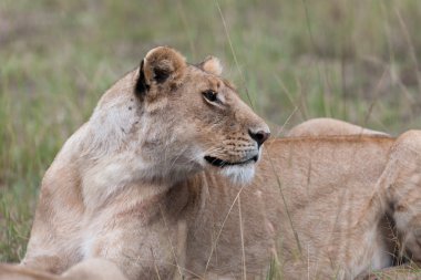 Afrika ovasındaki aslan.