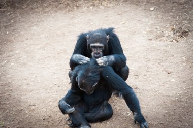 Chimpanzees in the last freedom? clipart