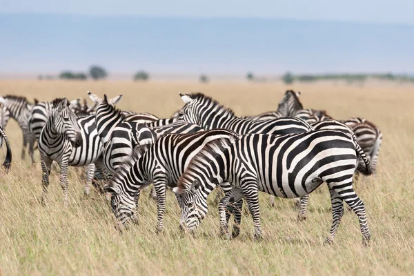 A szavanna Kenya zebra — Stock Fotó