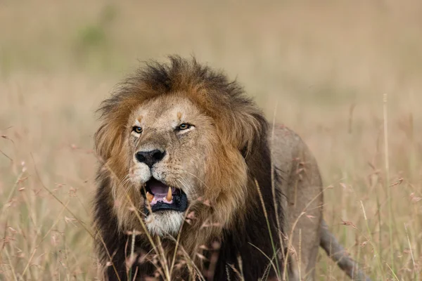 Лев в саванне Африки — стоковое фото