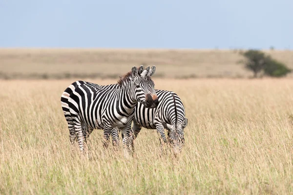 A szavanna Kenya zebra — Stock Fotó