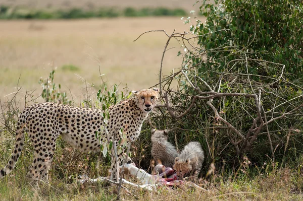 Gepárd fiatal a Masai Mara — Stock Fotó