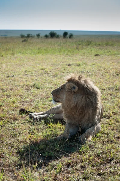 Lejon i Afrikas savann — Stockfoto