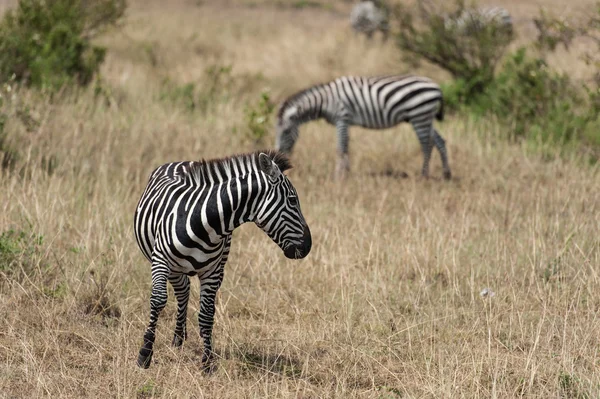 Zebra in the Savanna of Kenya — Stock Photo, Image