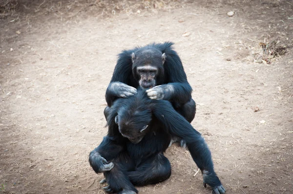 Chimpanzees in the last freedom? — Stock Photo, Image