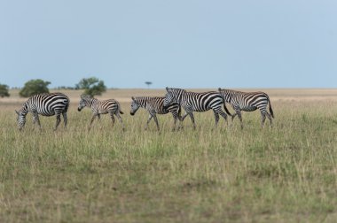 Kenya savana Zebra