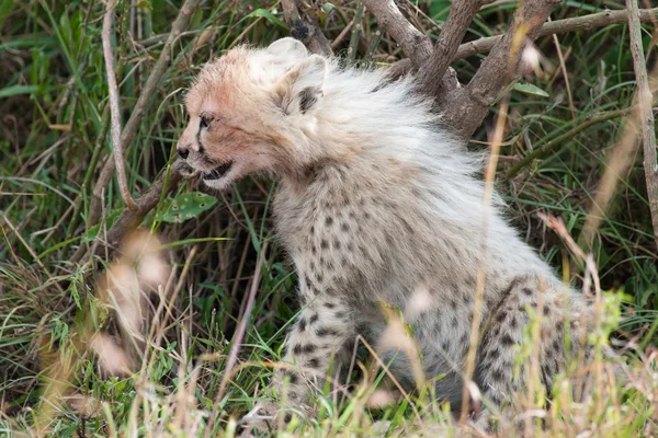 Cheetah con i giovani nel Masai Mara — Foto Stock