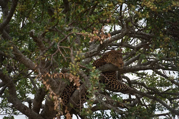 Leopard — Stockfoto