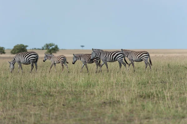 Zebra v savaně Keni — Stock fotografie