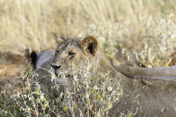 Aslan — Stok fotoğraf