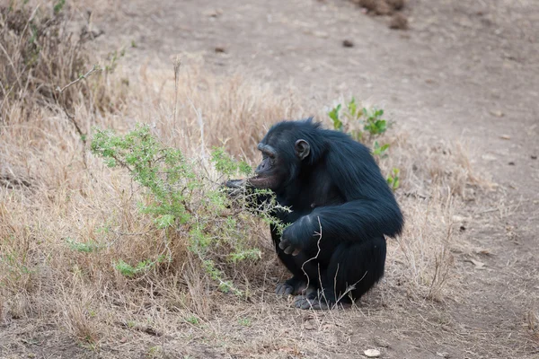 Schimpanser i sista frihet? — Stockfoto
