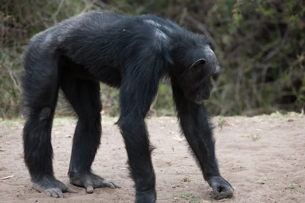 Šimpanzi v posledním svoboda? — Stock fotografie