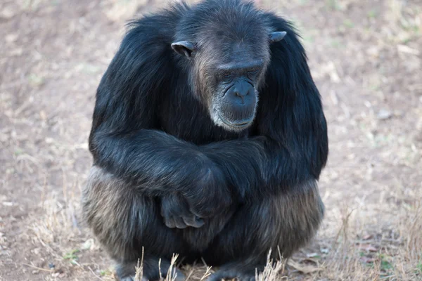 最後の自由のチンパンジー? — ストック写真