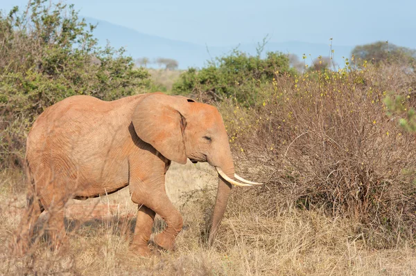 Elefante —  Fotos de Stock