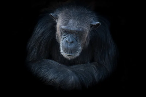 Şempanzeler son özgürlük?