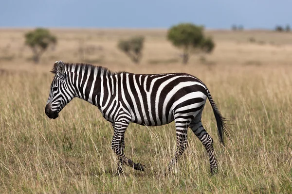 Zebra — Stock Fotó