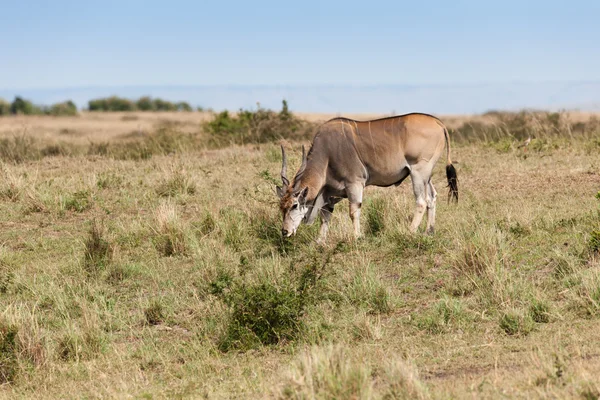 Elanantelope — стоковое фото