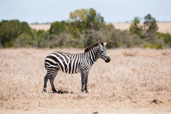 Zebra. — Fotografia de Stock