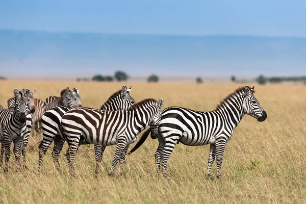 Zebra w Savanna Kenii — Zdjęcie stockowe