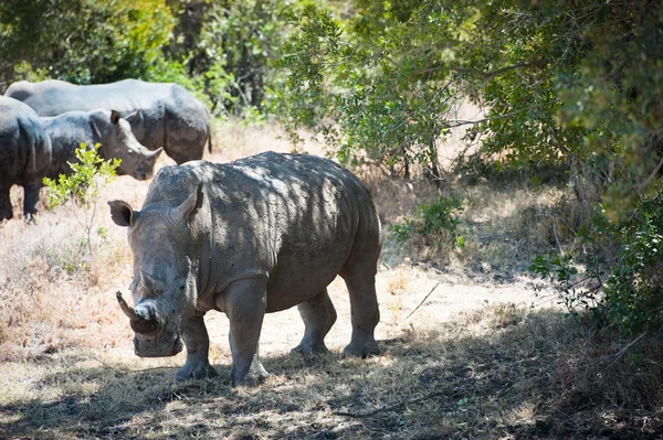 Rhino. —  Fotos de Stock