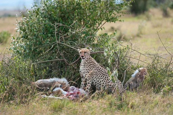 Cheetah com jovens na Masai Mara — Fotografia de Stock