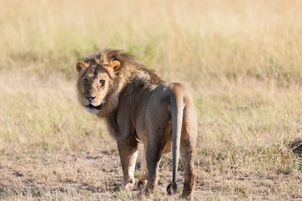 Afrika ovasındaki aslan. — Stok fotoğraf