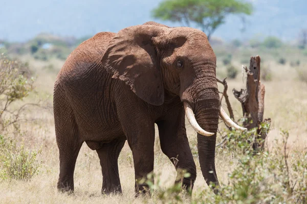 Elefant — Stockfoto