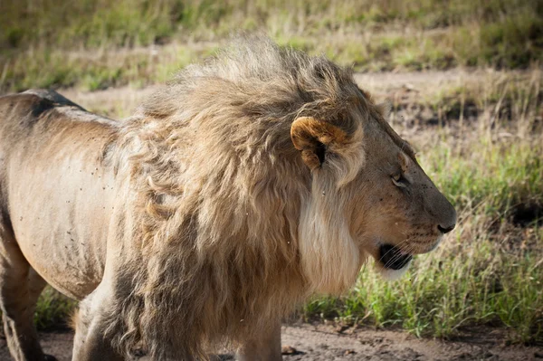 Leeuw in de savanne van Afrika — Stockfoto