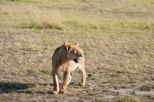Lev v savaně africké — Stock fotografie