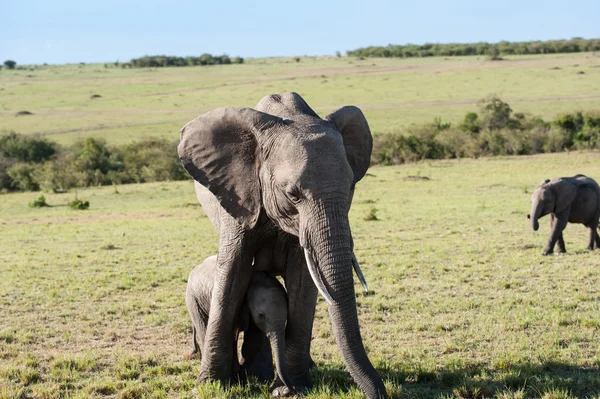 Elefant — Stockfoto