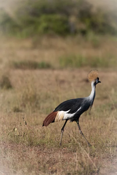 Ptaki w Masai Mara — Zdjęcie stockowe